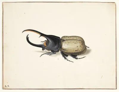 En herkulesbille (dynastes hercules)