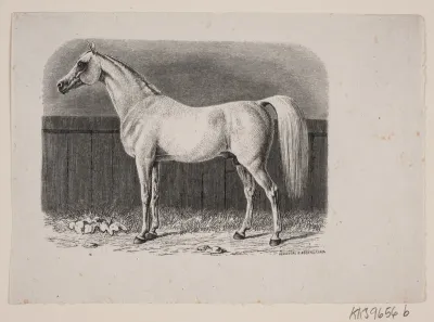 En hest