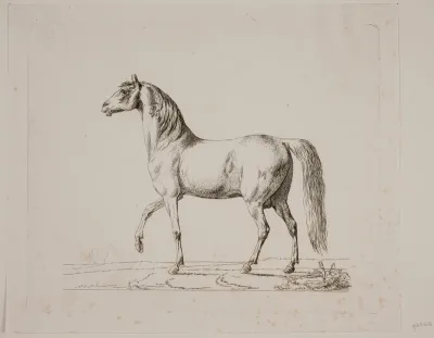En hingst