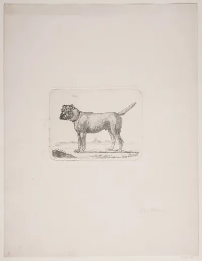 En hund