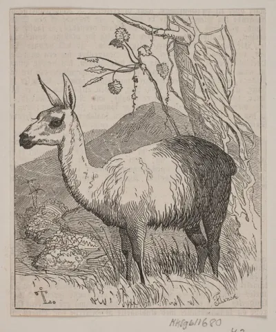 En lama