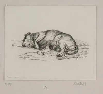 En liggende hund