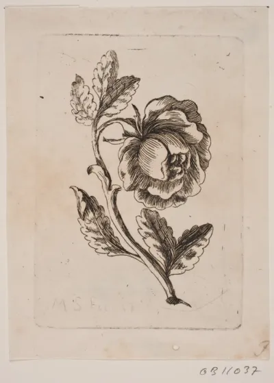 En rose