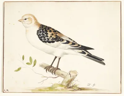 En snespurv (plectrophenax nivalis)