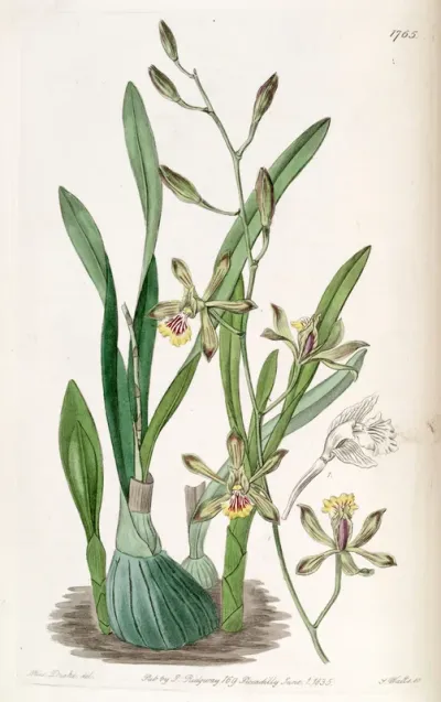 Encyclia gracilis