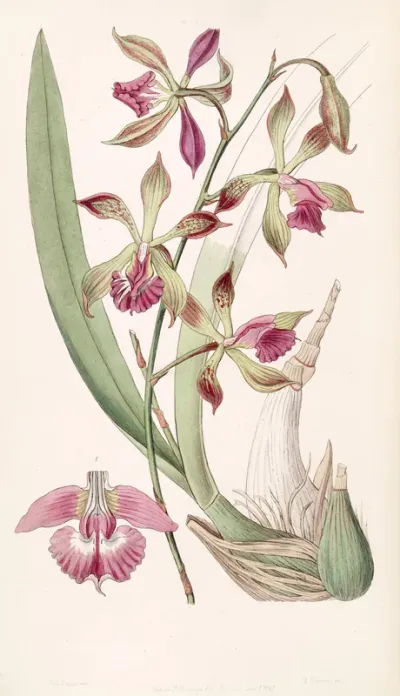 Encyclia plicata (as syn. Epidendrum plicatum)