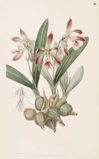 Encyclia pyriformis
