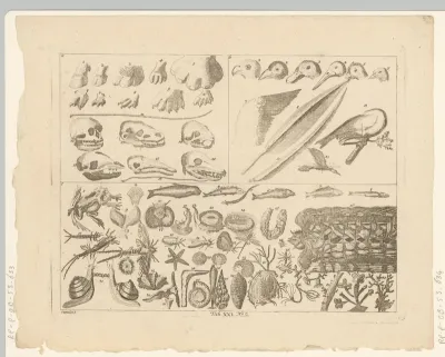 Encyclopedische voorstelling van dieren