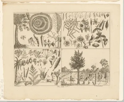Encyclopedische voorstelling van planten