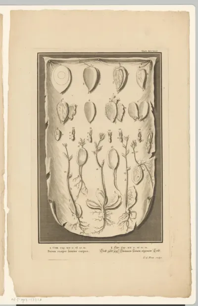 Encyclopedische voorstelling van planten