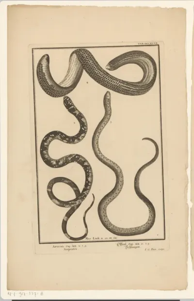 Encyclopedische voorstelling van slangen