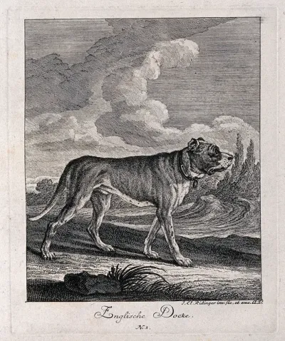English mastiff standing in a field with a forest in the background