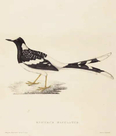 Enicurus Maculatus (Spotted Forktail)