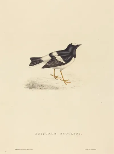 Enicurus Scouleri (Little Forktail)