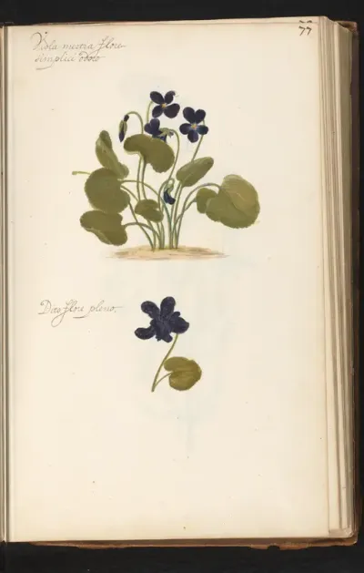 Enkel en dubbelbloemig maarts viooltje (Viola odorata)