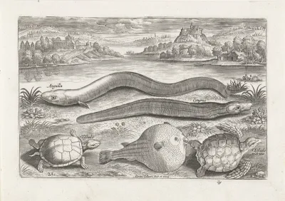 Enkele schildpadden en vissen op een oever