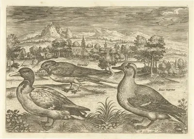 Enkele vogels in een landschap