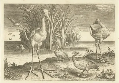 Enkele watervogels aan een oever