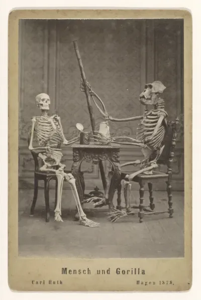 Enscenering van skeletten van een mens en van een gorilla aan tafel