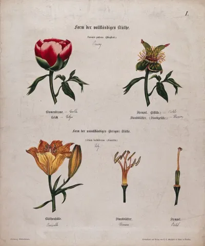 Entire flowers and floral segments of a paeony and a lily