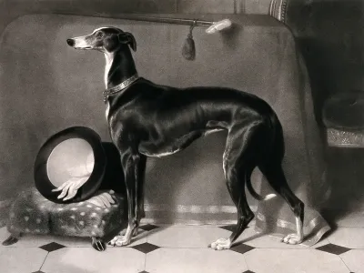 Eos, a greyhound belonging to Prince Albert; hat and gloves on a stool in the background