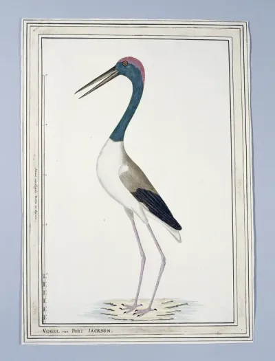 Ephippiorhynchus asiaticus ? (Black-necked stork)
