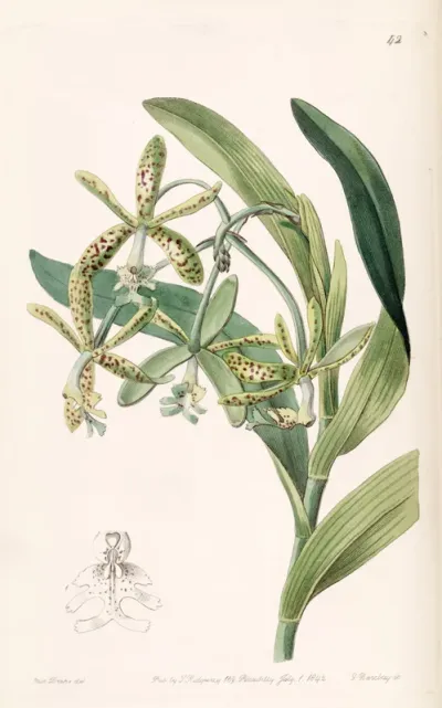 Epidendrum Cristatum (as syn. Epidendrum Raniferum)