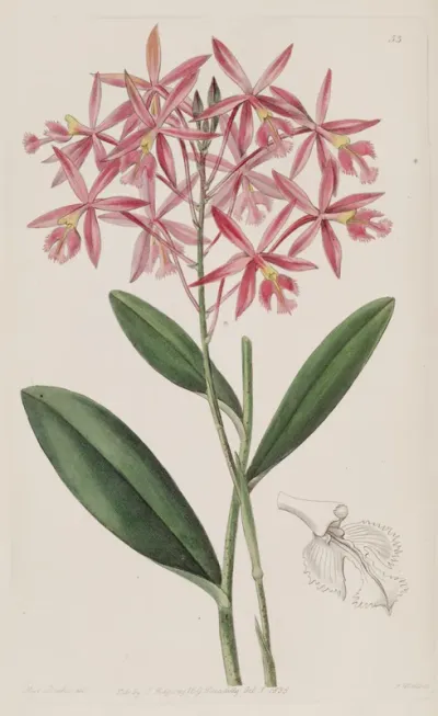 Epidendrum Macrocarpum (as syn. Epidendrum Schomburgkii)