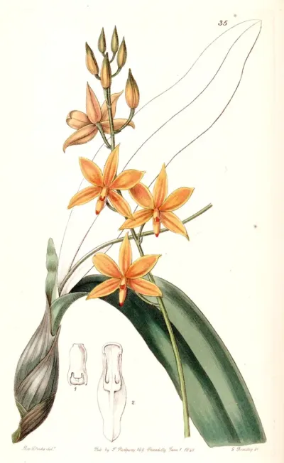 Epidendrum Vitellinum