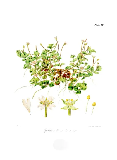 Epilobium linæoides