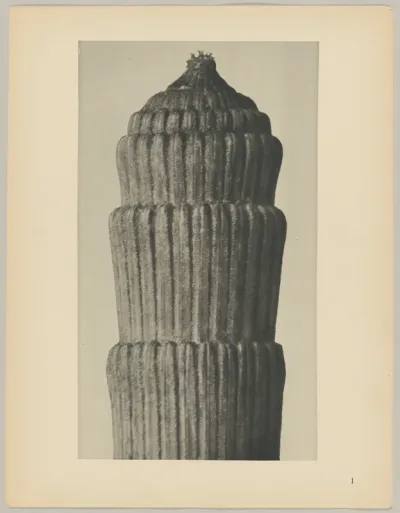 Equisetum hiemale