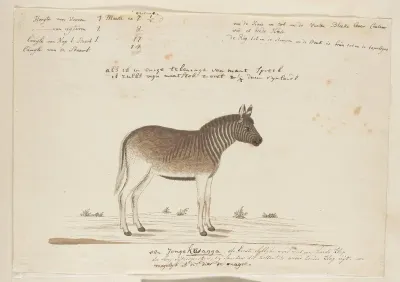 Equus quagga quagga (Quagga)