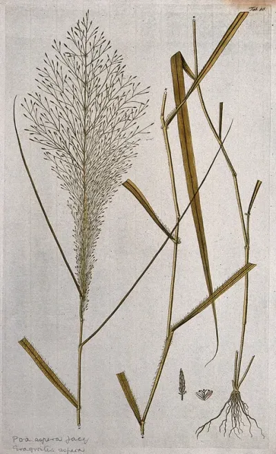 Eragrostis aspera: three sections of the flowering plant with separate flower and fruit