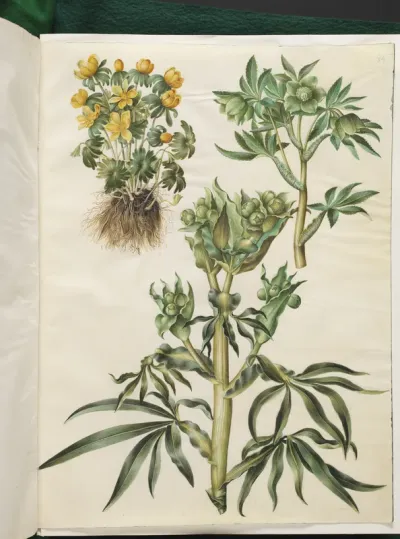 Eranthis hyemalis (have-erantis); Helleborus viridis (grøn nyserod); Helleborus foetidus (stinkende nyserod)