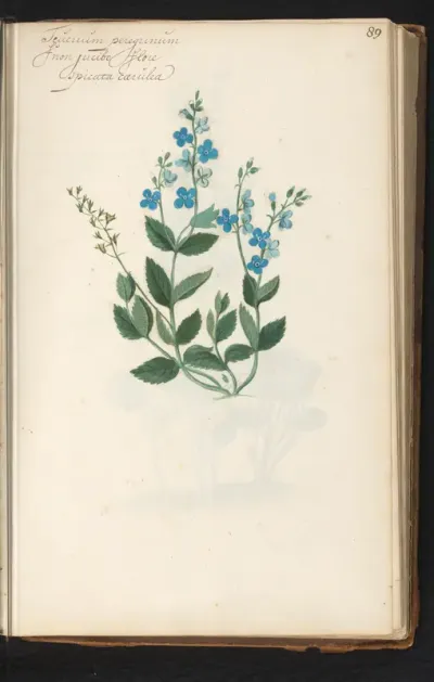Ereprijs (Veronica chamaedrys)