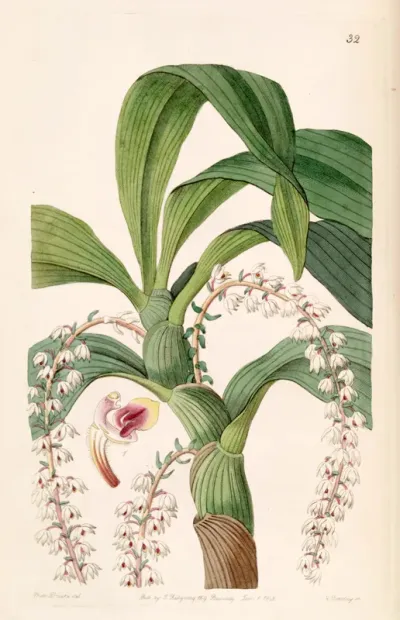 Eria polyura