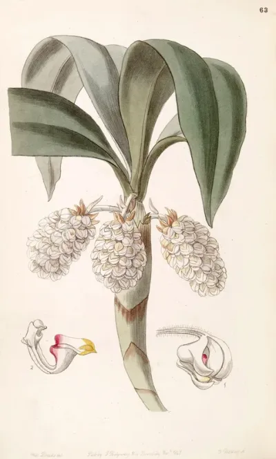 Eria spicata
