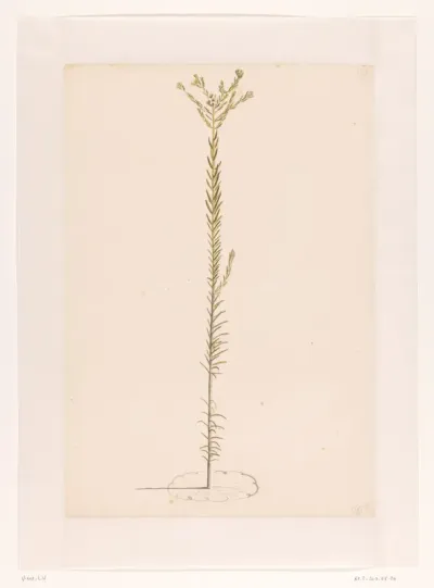 Ericoide plant