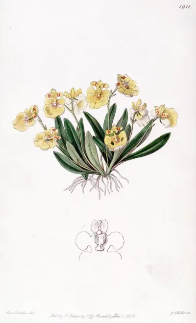 Erycina crista galli