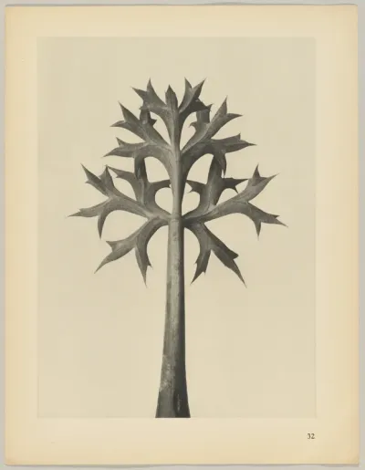 Eryngium Bourgatii