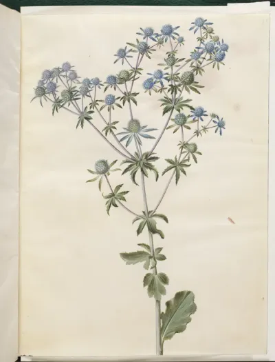 Eryngium planum (have-mandstro)