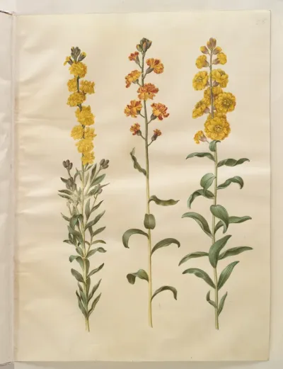 Erysimum cheiri (gyldenlak)