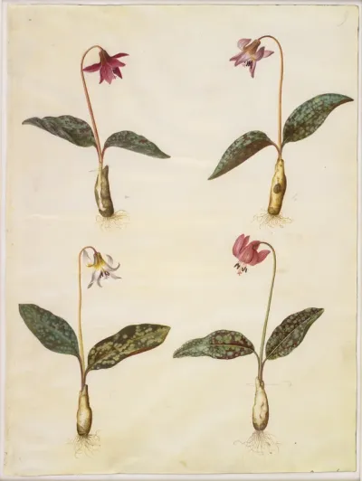 Erythronium dens-canis (ægte hundetand)