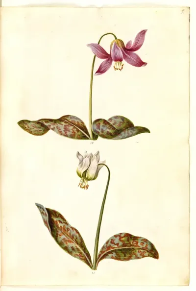Erythronium dens canis
