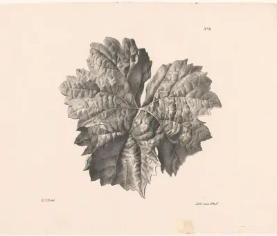 Esdoornblad