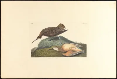 Esquimaux Curlew