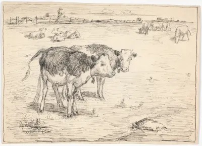 Et par kalve på "Fladen", Saltholm