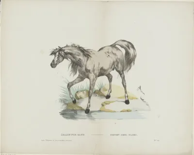 Étalon pur sang / Hengst heel bloed