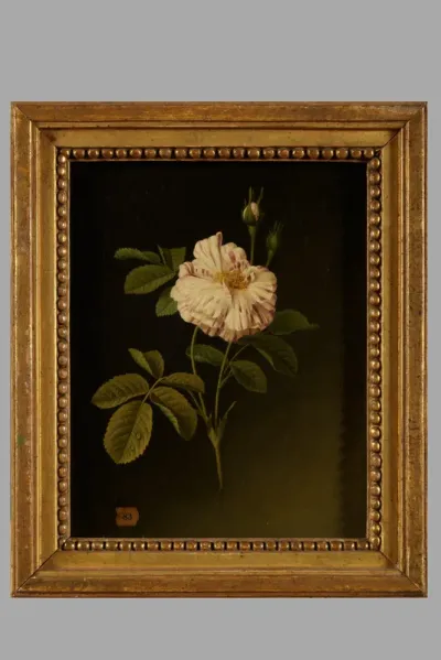 Etude d'une tige de roses panachées