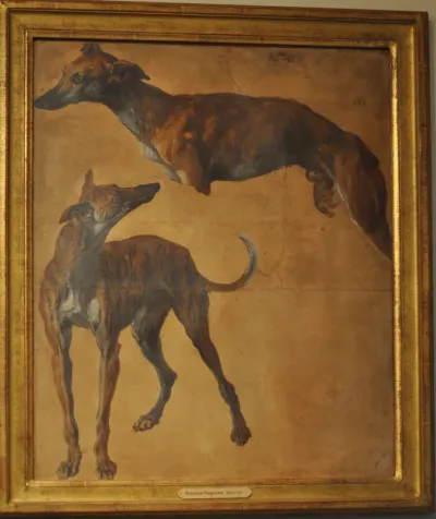 Étude de Greyhounds